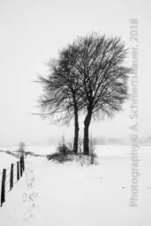 'Zwei Bäume an einem schneebedecktem Feldweg' in a higher resolution