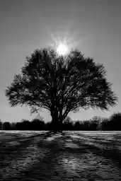 'Sonne über einem grossen Baum im Feld' in a higher resolution
