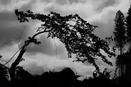 'Orkanschaden Silhouette' in a higher resolution