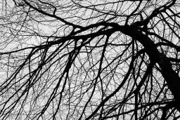 'Baum Silhouette' in a higher resolution